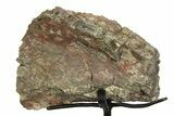 Fossil Sauropod Vertebra Section with Metal Stand - Colorado #354324-2